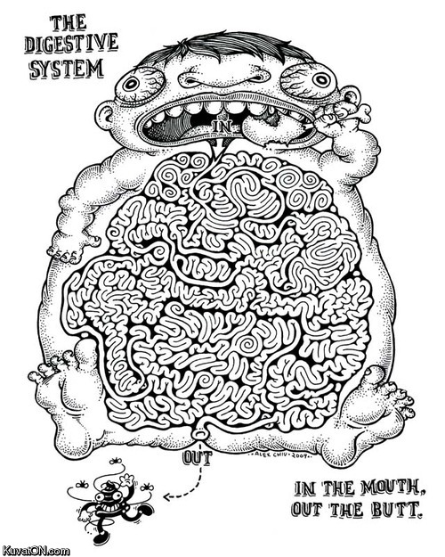 digestive_system.jpg