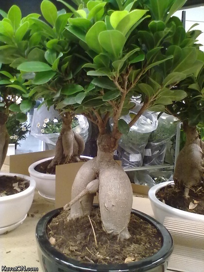 dirty_bonsai.jpg