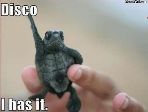 disco_turtle.jpg