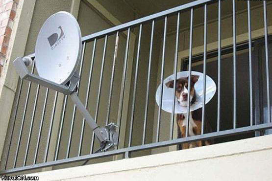 dish_network_dog.jpg