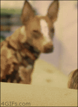 dog159.gif