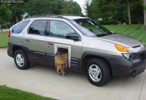 dog_car.jpg