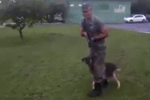 dog_combat_training.gif