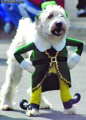 dog_costume.jpg