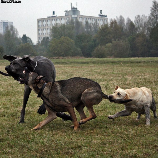 dog_fight.jpg