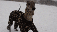 dog_first_time_seeing_snow.gif