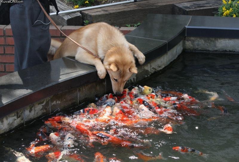 dog_fish.jpg