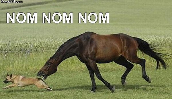 dog_horse_nomnomnom.jpg