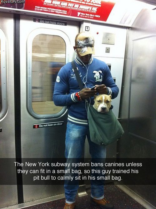dog_in_da_bag.jpg
