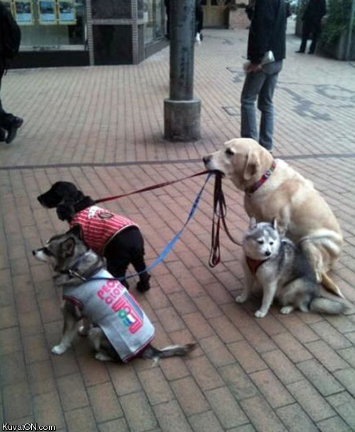 dog_keeper.jpg