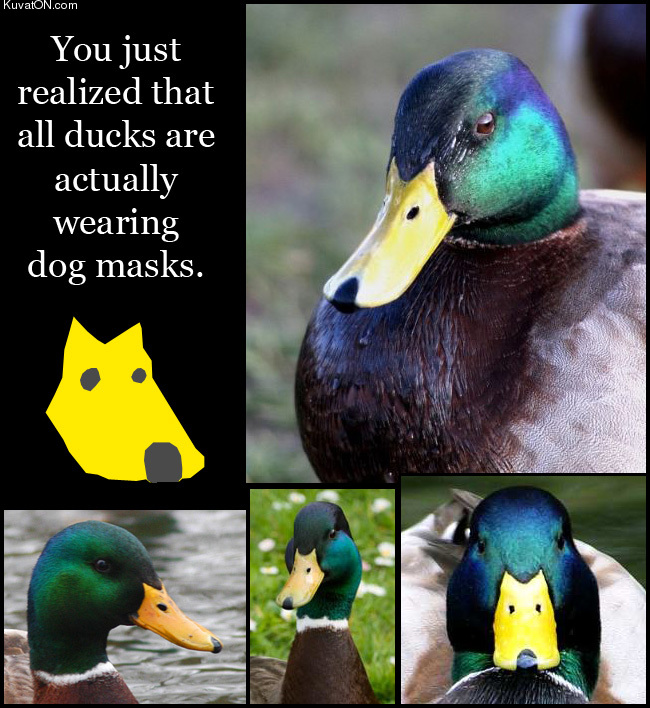 dog_masks_ducks.jpg