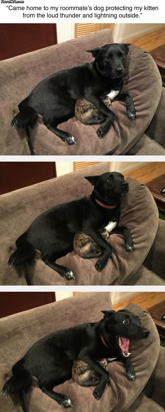 dog_protecting_cat_from_thunder.jpg