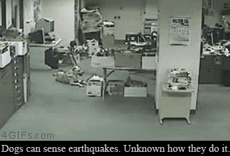 dog_senses_earthquake.gif