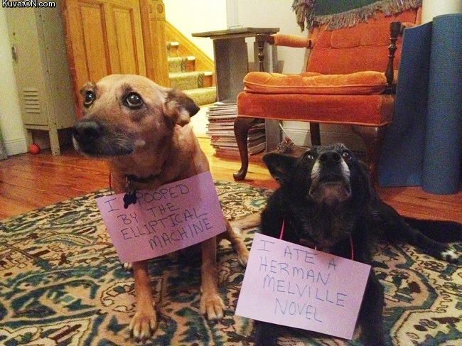 dog_shame.jpg