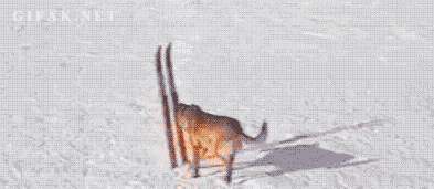 dog_skiing.gif