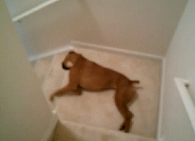 dog_stair_scratching.gif