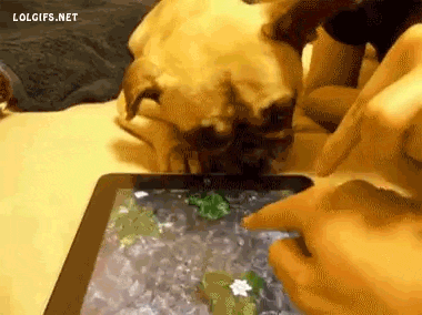 dog_trying_to_drink_water_from_ipad.gif