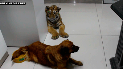 dog_vs_tiger.gif