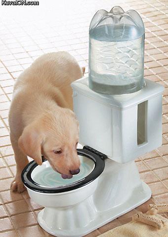 dog_water.jpg