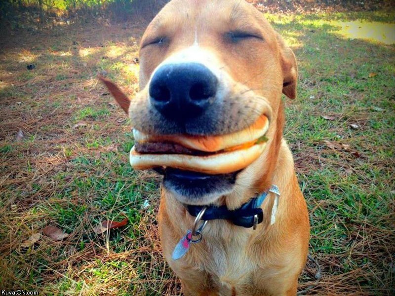 dog_with_hamburger.jpg