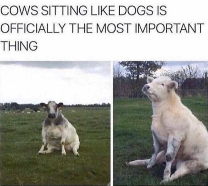 dogcows.jpg