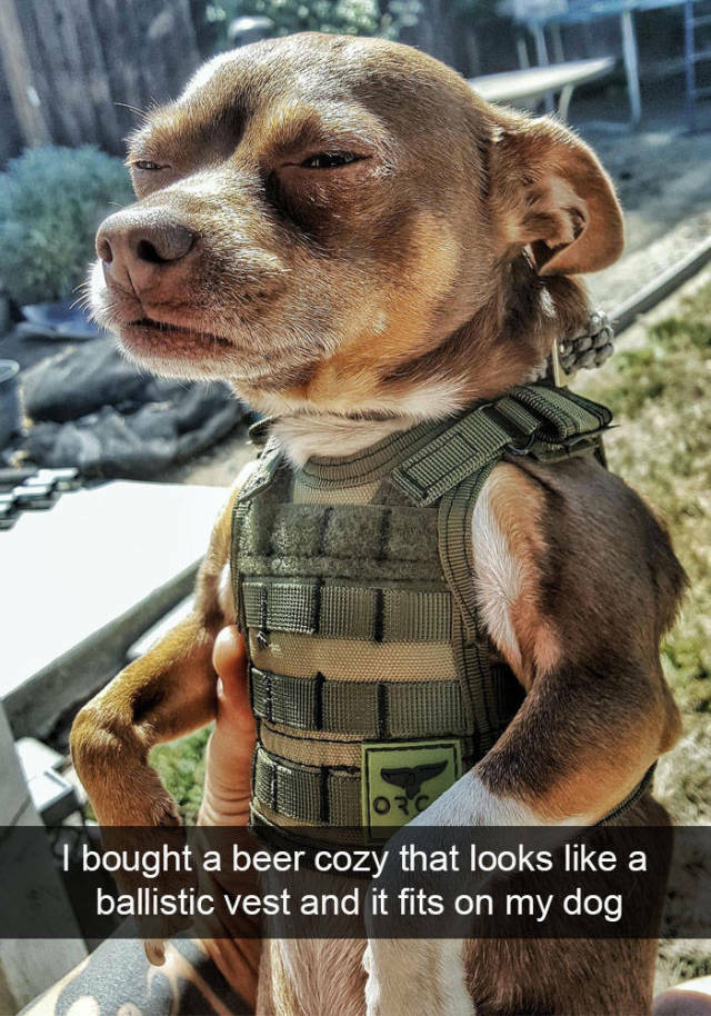 doge003.jpg