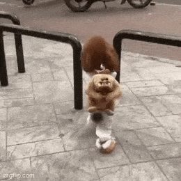 doge09.gif