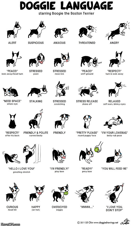 doggie_language.jpg