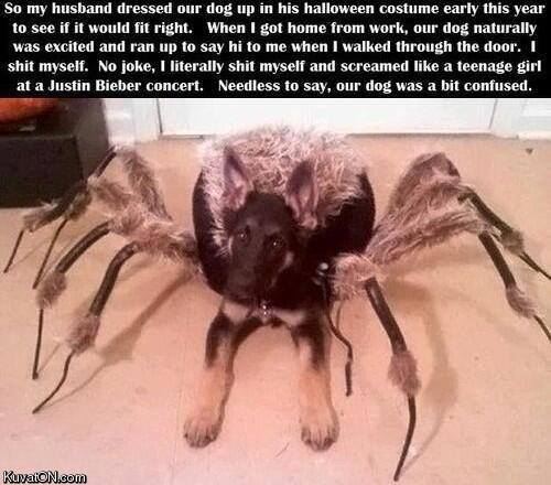 doggie_spider.jpg