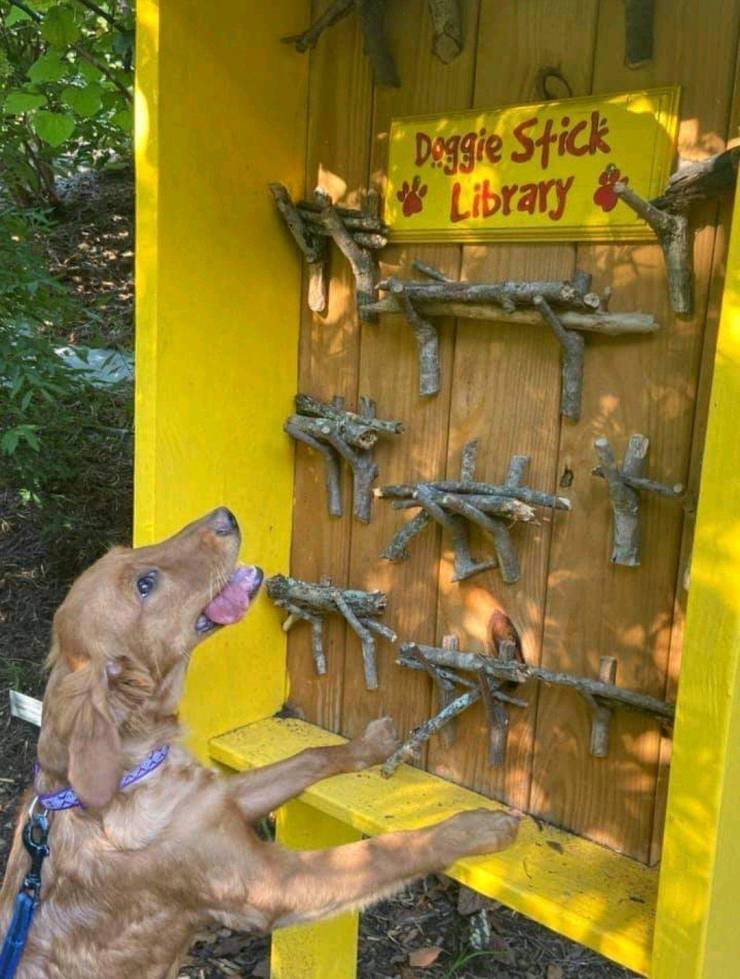 doggie_stick_library.jpg