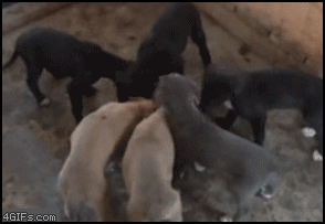 dogs10.gif