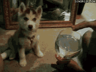 dogs15.gif