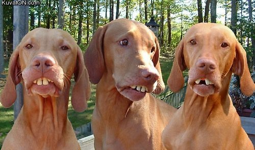 dogs4.jpg