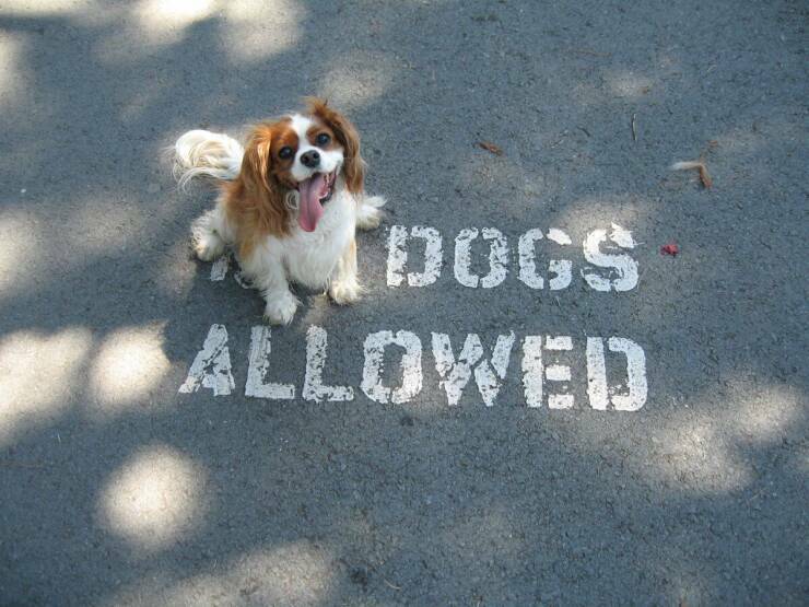 dogs_allowed.jpg
