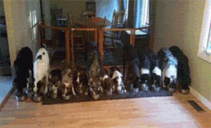 dogs_waiting_for_the_order.gif