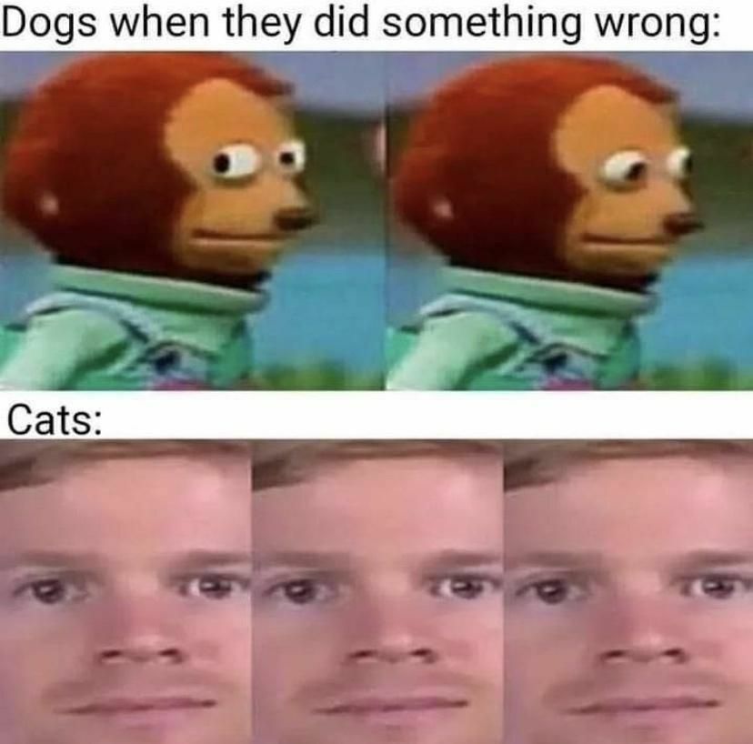 dogsvscats.jpg