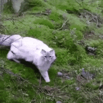 doingggs6.gif