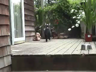 doingsdoing.gif