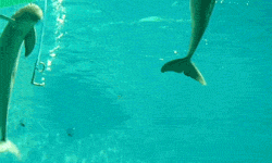dolphin_playing_with_air.gif