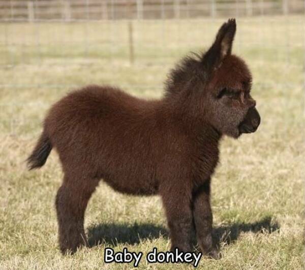 donkey03.jpg