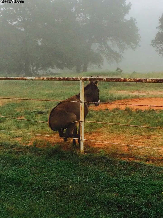 donkey_on_a_fence.jpg