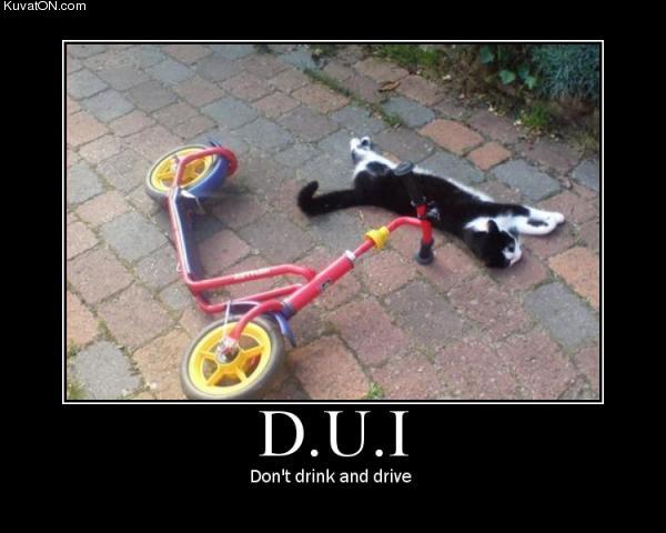 dont_drink_and_drive_cat.jpg