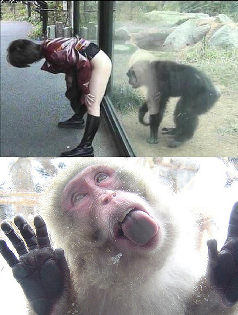 dont_tease_the_monkeys.jpg