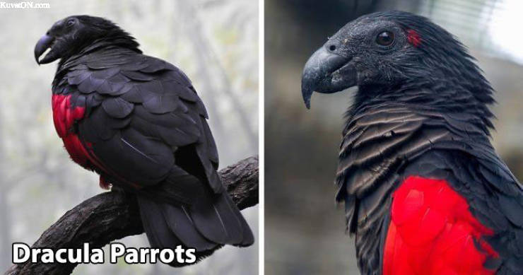 dracula_parrot.jpg