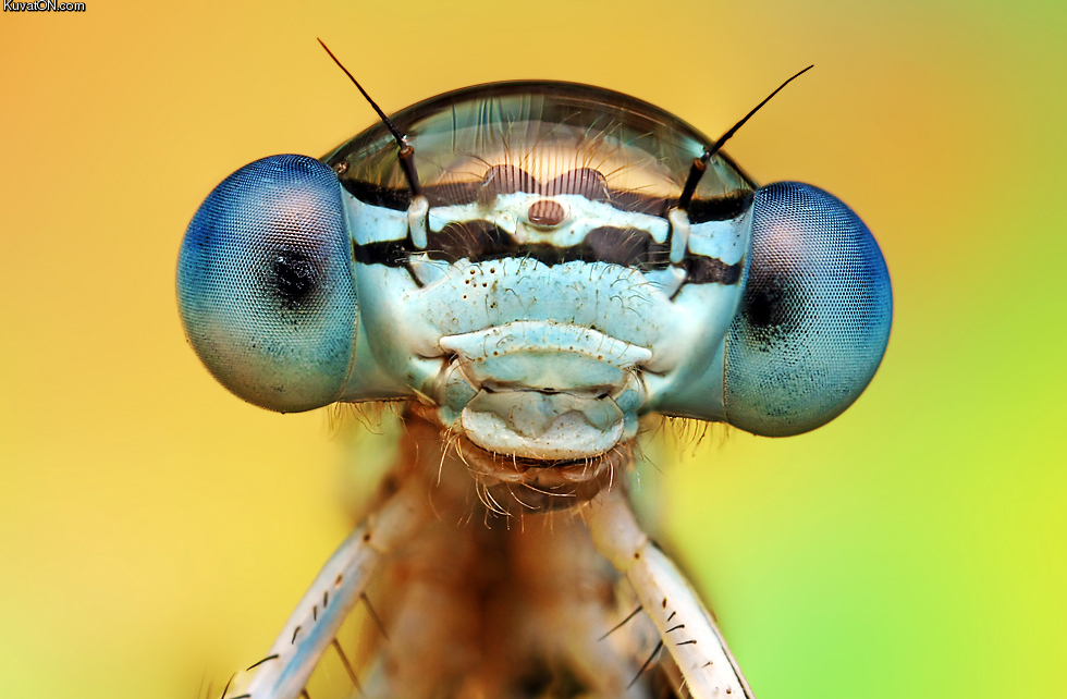 dragonfly_with_a_water_bubble_on_its_head_looks_like_its_wearing_a_futuristic_helmet.jpg