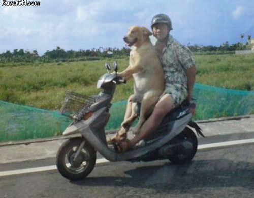 driver_dog.jpg