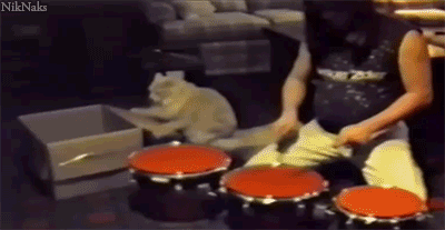 drummer_cat.gif