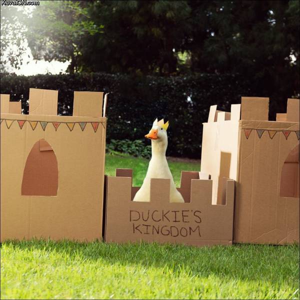 duckies_kingdom.jpg