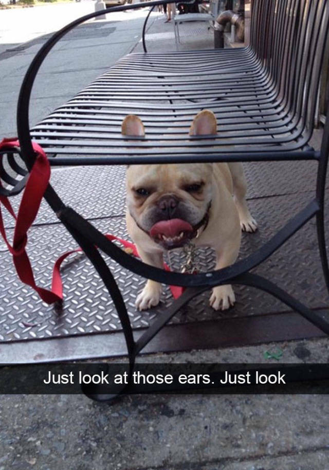 ears4.jpg
