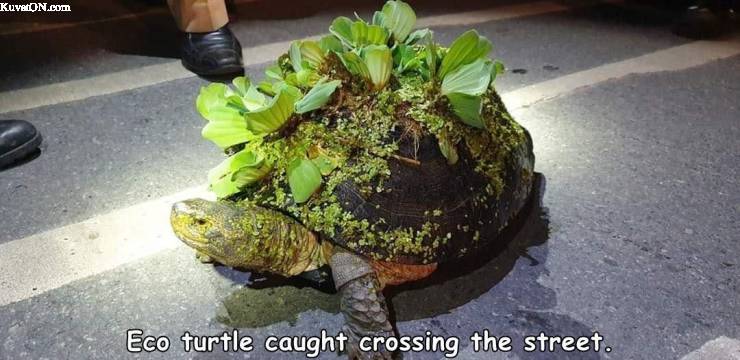 ecoturtle.jpg